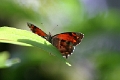 SATYRIDAE, Lasiophila zapatoza